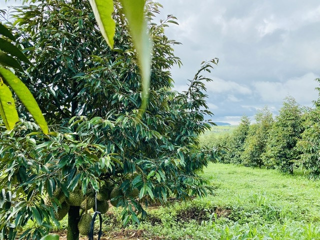 Năm 2024, HAGL dự kiến thu hoạch ít nhất 300-400 ha sầu riêng, cao gấp 10 lần năm ngoái. Ảnh: HAGL