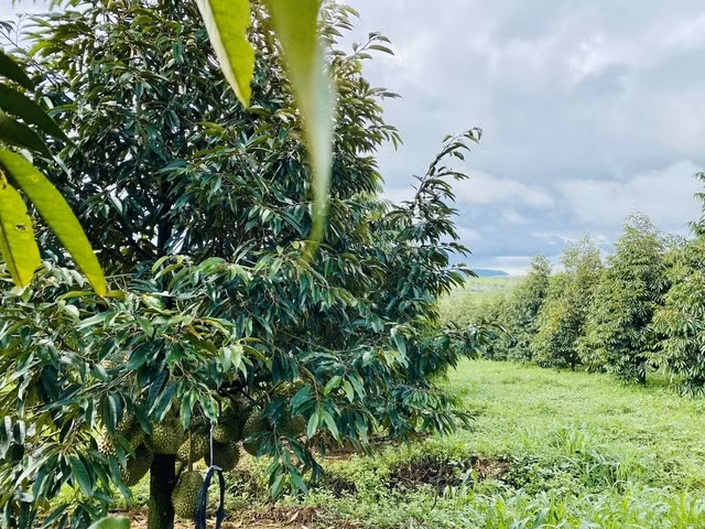 Năm 2024, HAGL dự kiến thu hoạch ít nhất 300-400 ha sầu riêng, cao gấp 10 lần năm ngoái. Ảnh: HAGL