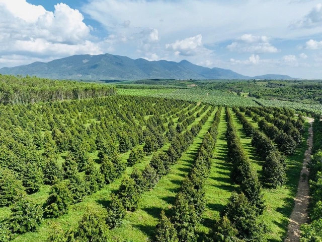 Đó là nông trại Bolaven nằm tại tỉnh Pakson, dự kiến sẽ cho thu hoạch vào tháng 10-11, chủ yếu là các giống sầu riêng Monthong và Musang King. Ảnh: HAGL