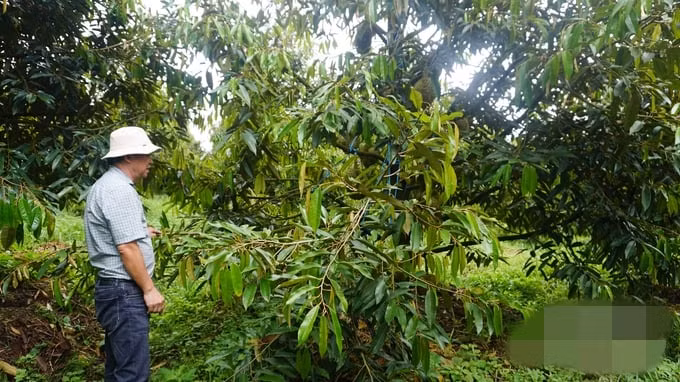 HAGL hiện sở hữu nông trại trồng sầu riêng quy mô lớn nhất thế giới, rộng tới 1.200 ha tại Lào. Ảnh: Nông nghiệp