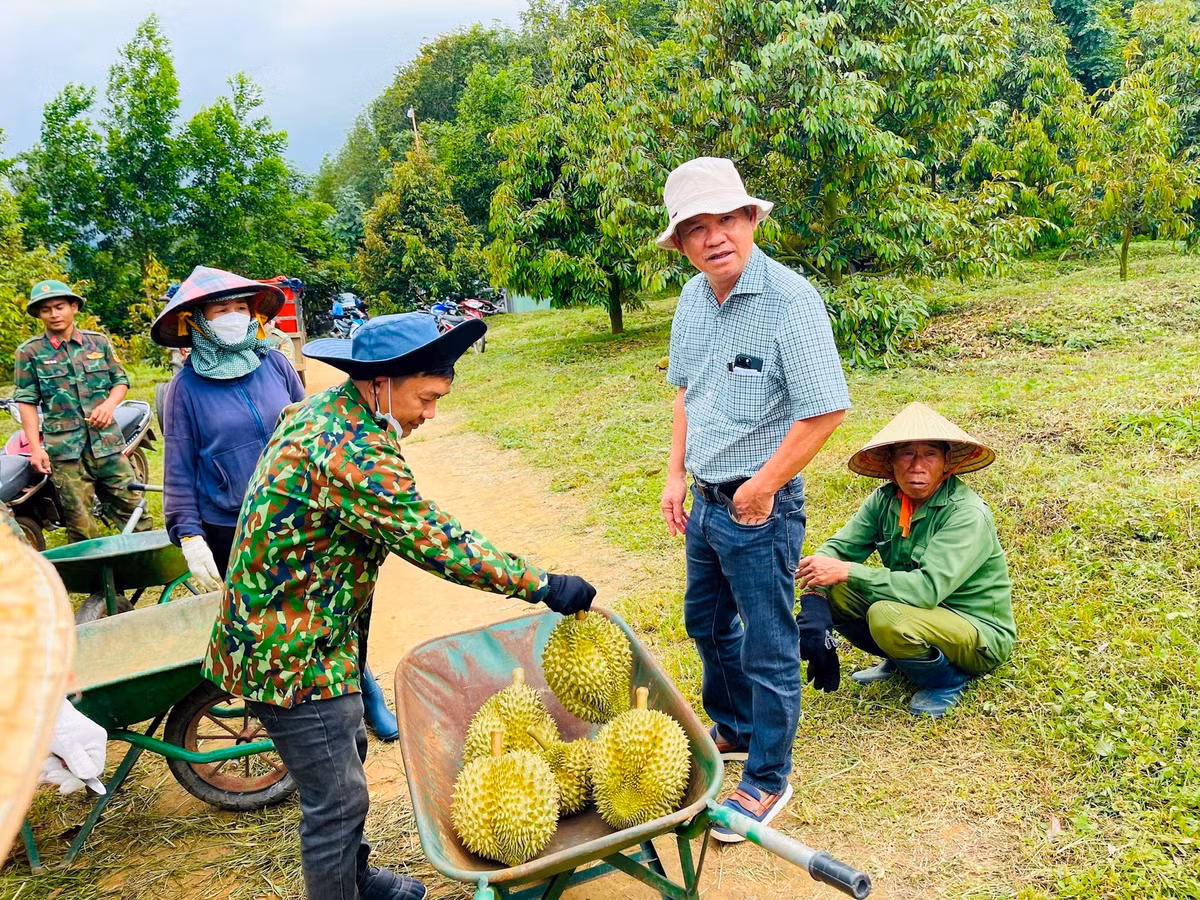 Năm nay, ông Đoàn Nguyên Đức ( bầu Đức) - Chủ tịch HĐQT Công ty cổ phần Hoàng Anh Gia Lai (HAGL) đang tất bật với việc chuẩn bị thu hoạch sầu riêng. Ảnh: Nhịp sống thị trường