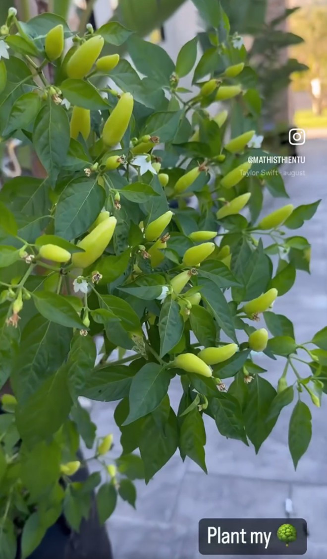 Ngoài hoa, doanh nhân Thủy Tiên còn trồng cây ớt sai trĩu quả.