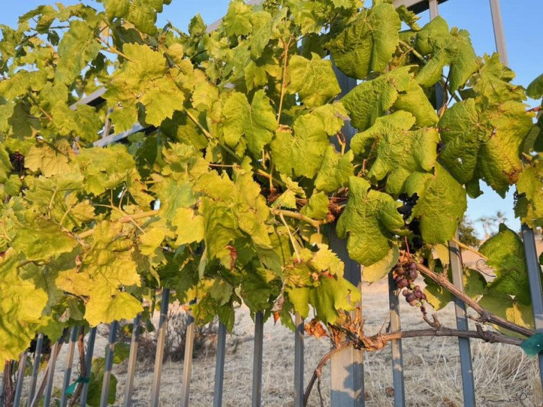 Mỗi mùa nho đến, doanh nhân Thủy Tiên thích thú với thành quả của mình. Nguồn ảnh: FBNV