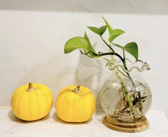 Từ trong nhà ra ban công, MC Đại Nghĩa trồng nhiều cây xanh. Ảnh: FBNV