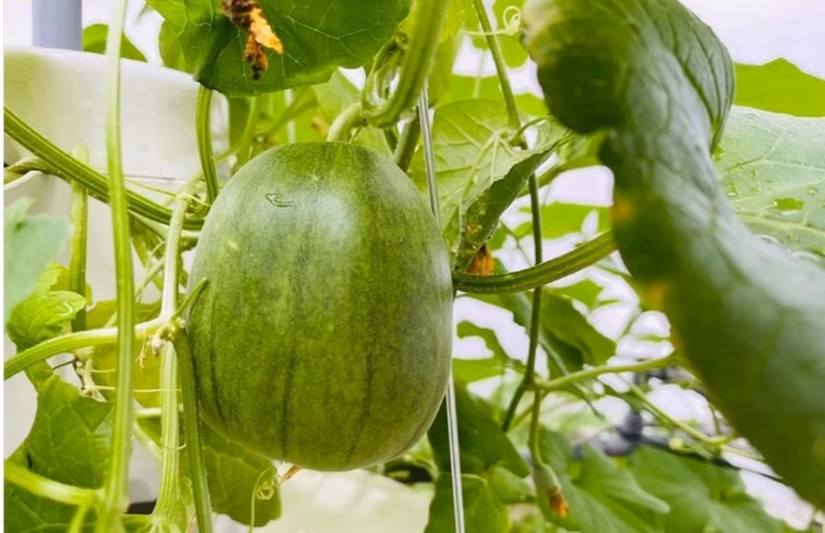 Ngoài rau xanh còn có nhiều loại cây ăn trái. Ảnh: FBNV