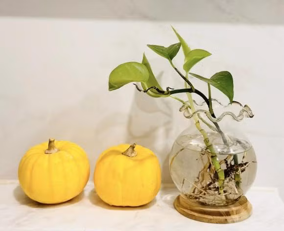 Từ trong nhà ra ban công, MC Đại Nghĩa trồng nhiều cây xanh. Ảnh: FBNV