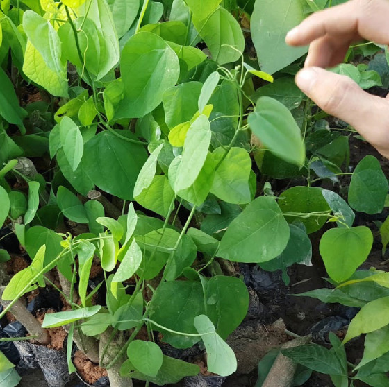 Từ xưa, cây rau bò khai đã được sử dụng để làm thuốc chữa một số bệnh như: sỏi thận, viêm gan do siêu vi. Ảnh: Facebook