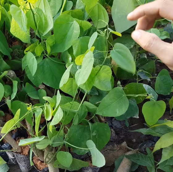 Từ xưa, cây rau bò khai đã được sử dụng để làm thuốc chữa một số bệnh như: sỏi thận, viêm gan do siêu vi. Ảnh: Facebook