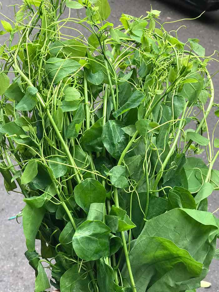 Hiện nay, rau bò khai được xem là đặc sản, có giá trị cao trên thị trường. Ảnh: NongsanDungHa