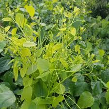 Ngoài ra, rau bò khai còn có tác dụng phục hồi sức khỏe với những người suy nhược cơ thể, chán ăn, cơ thể mệt mỏi. Ảnh: Facebook