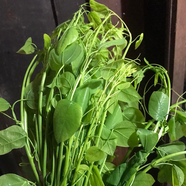 Rau bò khai có lá gần giống với rau ngót, nhưng ngọn lại tròn và mập như ngọn su su. Ảnh: NongsanTayBac