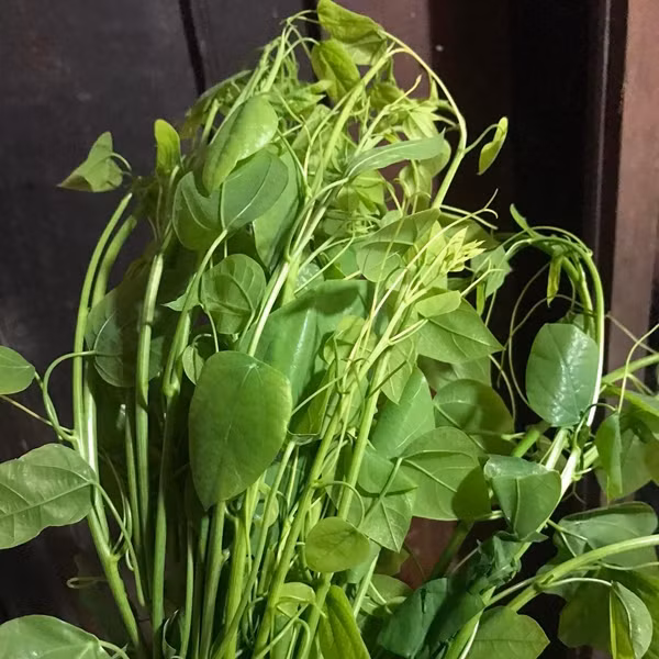 Rau bò khai có lá gần giống với rau ngót, nhưng ngọn lại tròn và mập như ngọn su su. Ảnh: NongsanTayBac