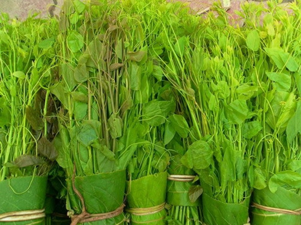 Rau bò khai có 2 loại là bò khai trắng và bò khai đỏ. Phổ biến nhất là bò khai trắng, còn loại bò khai đỏ hiếm hơn nhưng ngon và có mùi vị đậm hơn. Ảnh: Internet