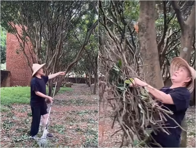 Những cây cổ thụ trong vườn chỉ rụng lá và củi khô. Ảnh chụp màn hình