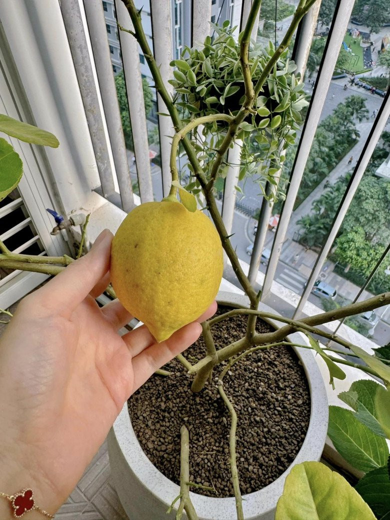 Chanh vàng cho quả to. Nguồn ảnh: FBNV