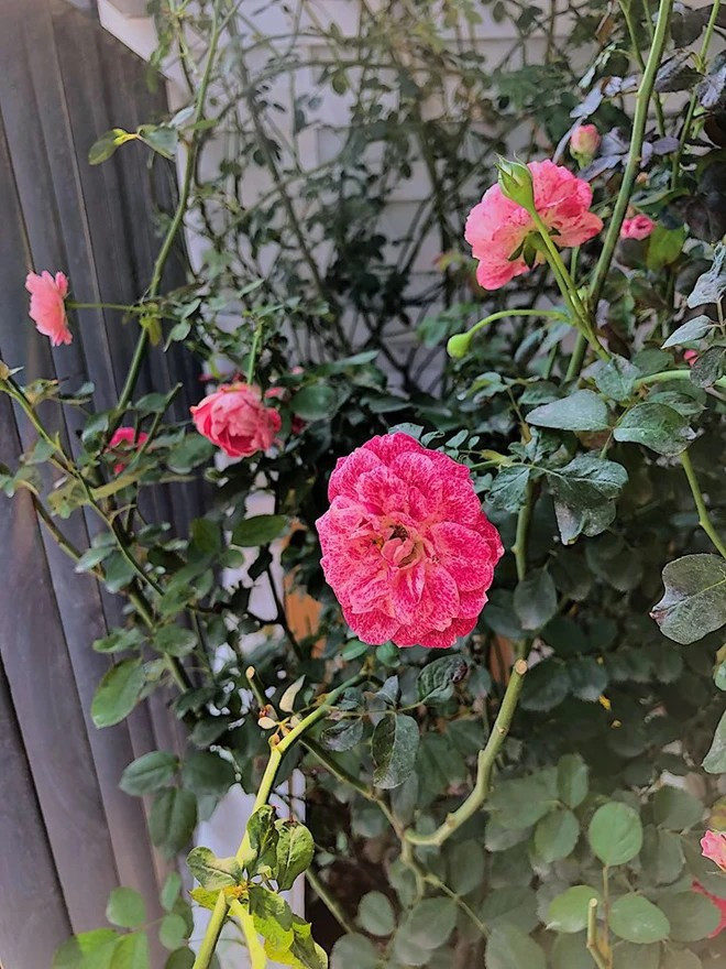 Khi rảnh rỗi, Diệp Chi dành hết thời gian để chăm sóc hoa hồng.