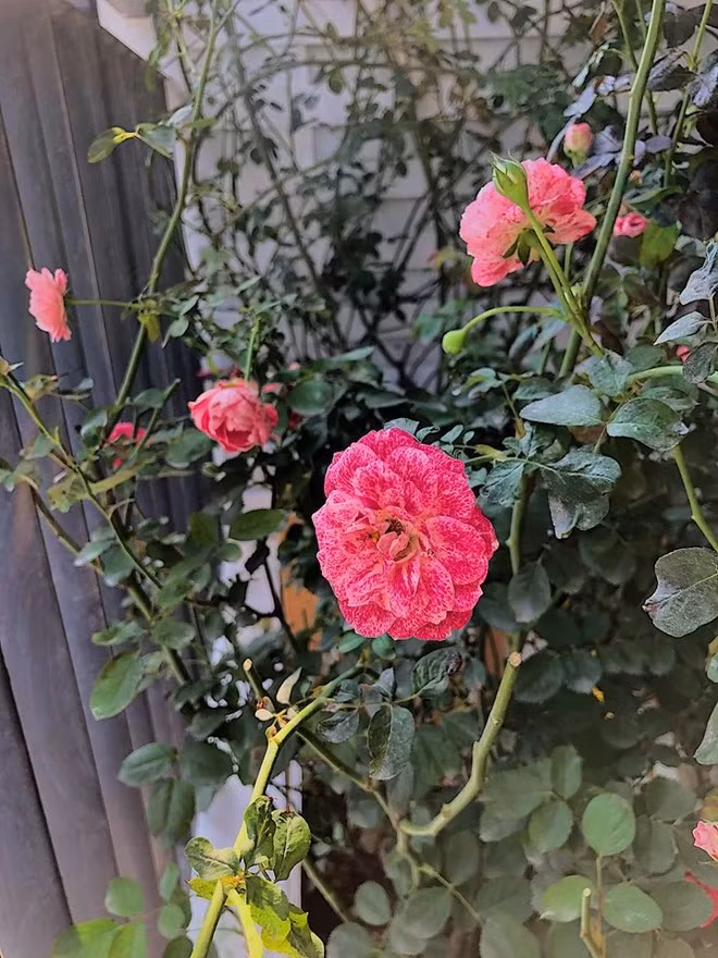 Khi rảnh rỗi, Diệp Chi dành hết thời gian để chăm sóc hoa hồng.