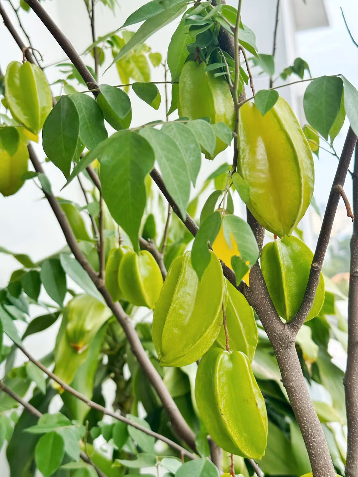 Cây khế quả sai trĩu cành. Ảnh: FBNV