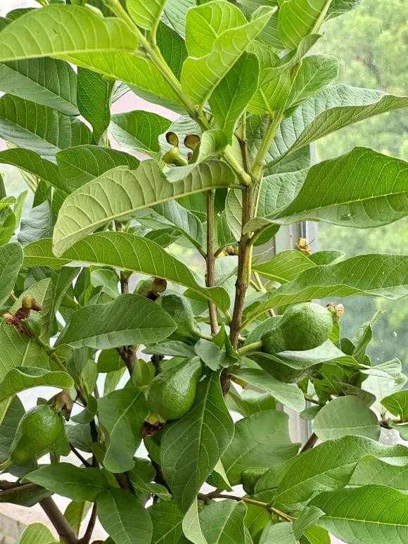 Cây ổi nhỏ nhưng đã cho trái. Ảnh: FBNV