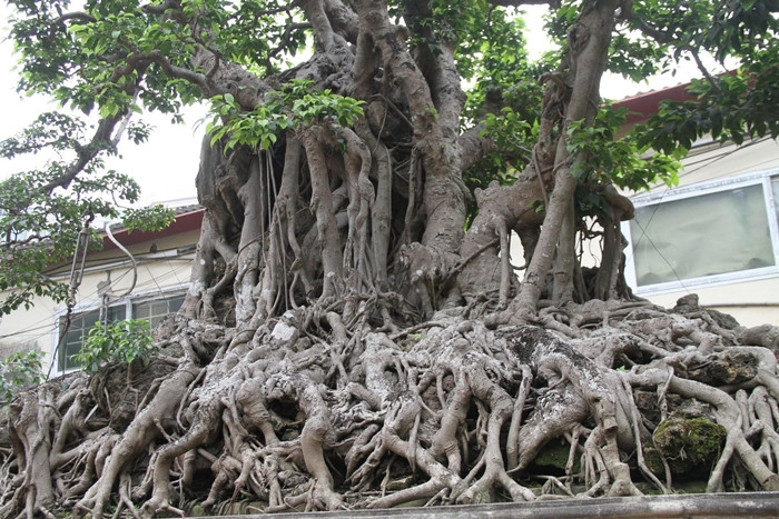 Chân bệ bám vào đá được các nghệ nhân chơi cây ví như những móng rồng. Ảnh: Nongthonvaphattrien