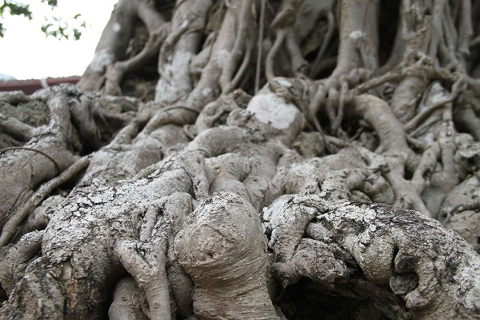 Bộ rễ cây sanh tỏa đều tạo thế vững chãi, màu da của cây như màu đá bạc màu theo năm tháng. Ảnh: Nongthonvaphattrien