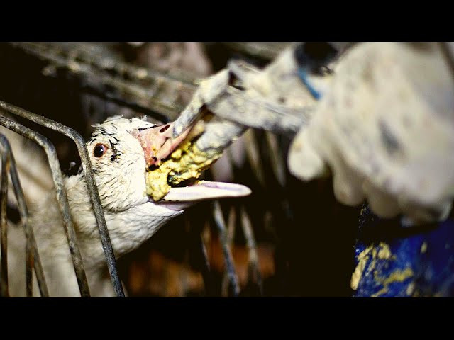 Kết quả nghiên cứu cho thấy, những con ngỗng vỗ béo có tỉ lệ chết cao gấp 20 lần so với ngỗng không bị ép ăn. Ảnh: Getty