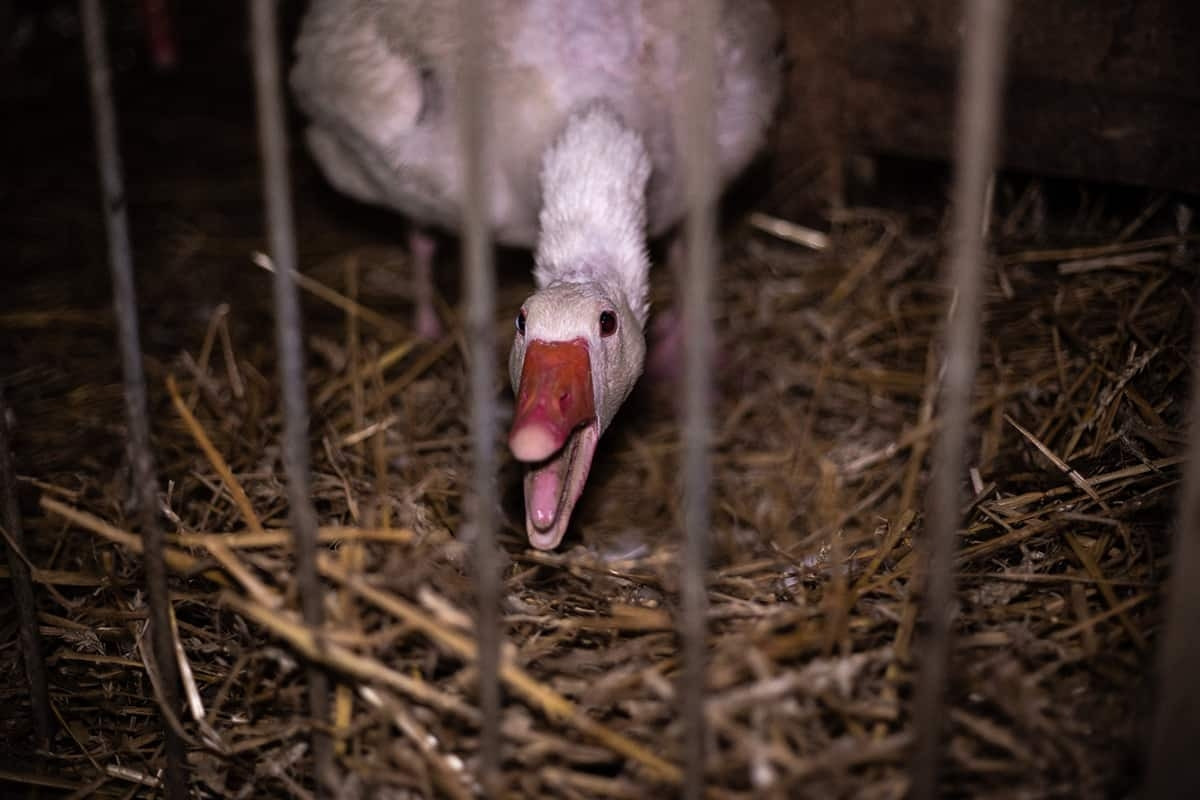 Quy trình nuôi ngỗng này bị nhiều tổ chức quyền lợi động vật đánh giá là quá dã man. Hội đồng lập pháp thành phố New York (Mỹ) đã thông qua dự luật cấm các nhà hàng và cơ sở kinh doanh món gan ngỗng. Ảnh: Getty