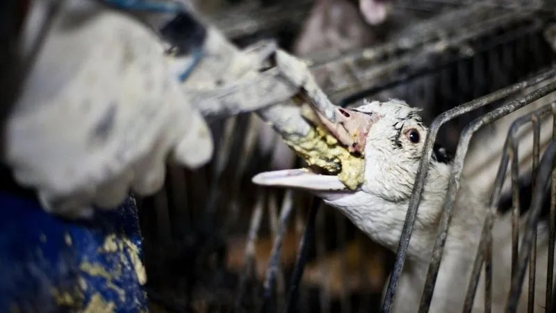 Trước tiên, sự tàn khốc đến từ cách họ vỗ béo ngỗng. Những con ngỗng sẽ bị banh miệng ra và dùng một ống kim loại đưa thẳng vào cổ họng, bơm khoảng 10kg ngũ cốc vào dạ dày để vỗ béo. Ảnh: Getty