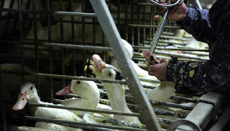 Những con ngỗng bị nhốt trong các lồng nhỏ vừa đủ chỗ cựa quậy mình. Chúng không được bơi lội, rỉa lông như nhưng con ngỗng bình thường. Ảnh: Getty