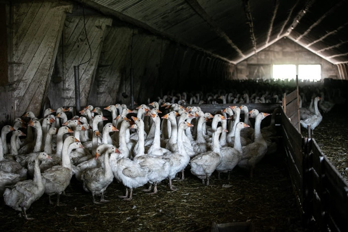 Cân nặng quá lớn gây căng thẳng, khiến ngỗng "điên cuồng" rỉa lông thậm chí tấn công lẫn nhau. Ảnh: The Humane League