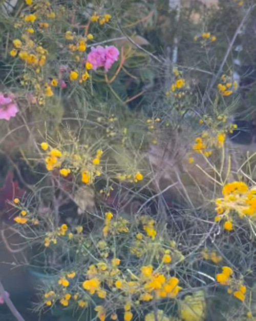 Mới đây, ca sĩ Bằng Kiều hé lộ hình ảnh khu vườn đầy hoa trong cơ ngơi rộng rãi thu hút sự chú ý của đông đảo người hâm mộ.