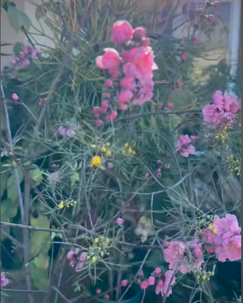 Nhiều bạn bè xuýt xoa trước khu vườn tuyệt đẹp của Bằng Kiều.