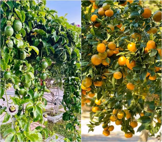 Ngoài ra, khu vườn còn có nhiều cây ăn trái sai trĩu cành. Nguồn ảnh: chụp màn hình, FBNV