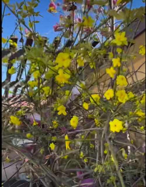 Mai vàng rực rỡ như đang gọi mùa xuân về.