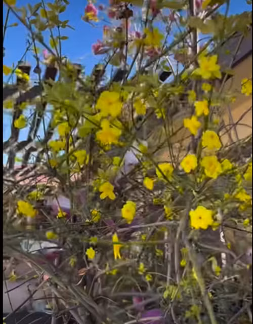 Mai vàng rực rỡ như đang gọi mùa xuân về.