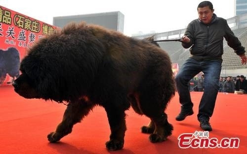 Con chó ngao này cao 91 cm, nặng hơn 100 kg, có vẻ oai dũng như một chú sư tử đực. Ảnh: Ecns