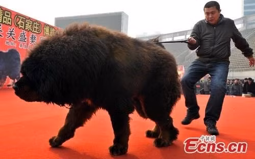 Con chó ngao này cao 91 cm, nặng hơn 100 kg, có vẻ oai dũng như một chú sư tử đực. Ảnh: Ecns