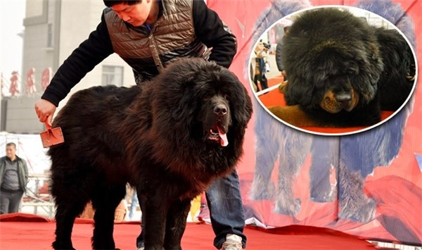 Đây là một trong số 200 thần khuyển khổng lồ có nguồn gốc từ Bắc Kinh, Thiên Tân, Sơn Đông, Sơn Tây, Thanh Hải... tụ họp tại buổi triển lãm. Ảnh: Ecns