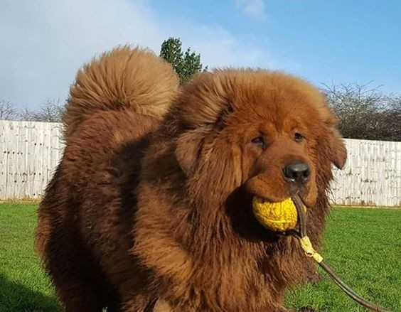 Khi nuôi, gia chủ tốn khá nhiều chi phí chăm sóc, đặc biệt là ở đất nước nhiệt đới như Việt Nam. Chó ngao Tây Tạng cần không gian rộng lớn để sinh trường và ở trong môi trường râm mát cả ngày. Ảnh: Sieupet