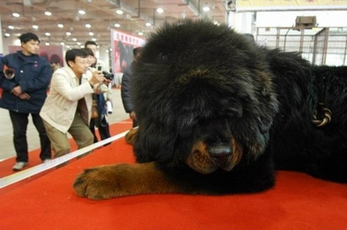 "Thần khuyển" này được giới sành chơi mệnh danh là "Kinh thiên thú". Ảnh: Chinanews