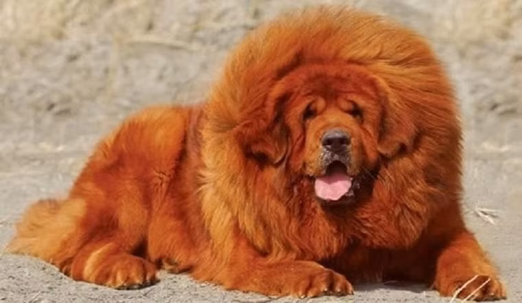  Chó ngao Tây Tạng có nguồn gốc từ cao nguyên Tây Tạng (Trung Quốc). Loài chó này có kích thước khổng lồ và giữ được bộ gen thuần chủng nguyên thủy nhất. Ảnh: Getty