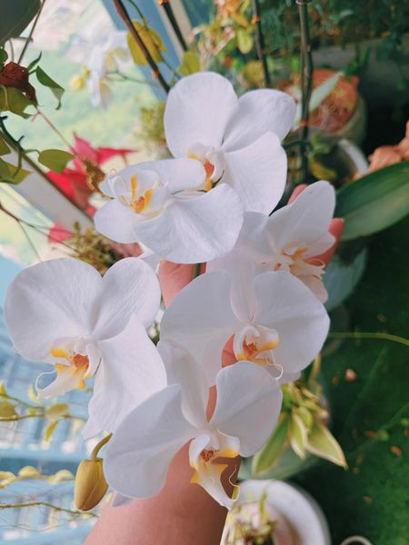 Tuy nhiên, trước khi trở thành bà xã "cá mập", Phương Oanh tự mua cho mình căn hộ lớn ở Hà Nội. Mới đây, nữ diễn viên tâm sự nửa năm mới về được nhà cũ và bất ngờ khi thấy hoa lan trổ bông đẹp mắt.