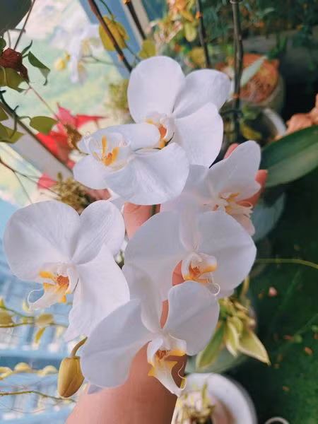 Tuy nhiên, trước khi trở thành bà xã "cá mập", Phương Oanh tự mua cho mình căn hộ lớn ở Hà Nội. Mới đây, nữ diễn viên tâm sự nửa năm mới về được nhà cũ và bất ngờ khi thấy hoa lan trổ bông đẹp mắt.