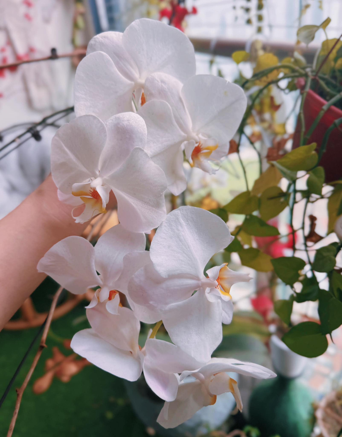 Phương Oanh cho biết, cây hoa nửa năm không có người chăm sóc vẫn sống tốt và nở đẹp.