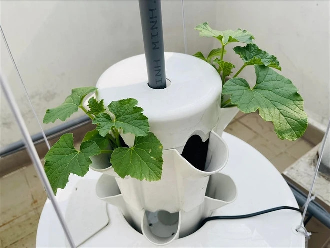 Nam MC trồng rau trong từng ống nhỏ để dễ tưới tiêu và chăm sóc.