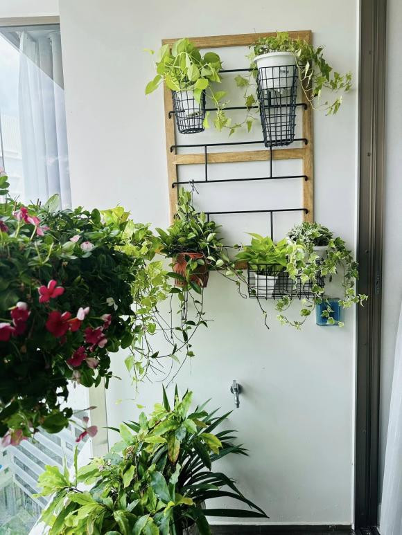 Tuy nhiên, do bận rộn ít thời gian chăm sóc nên nam MC chỉ trồng những loại cây dễ sống như ổi, ớt, trầu bà..