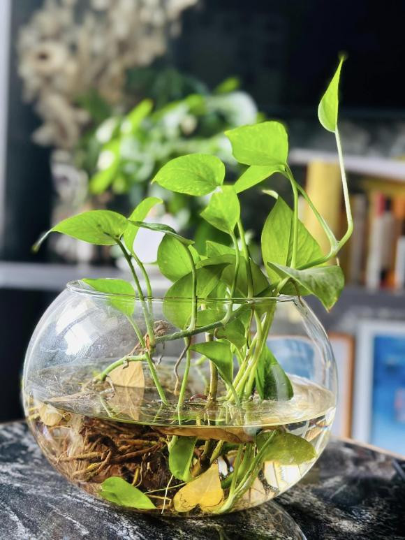 Là người yêu thiên nhiên, Đại Nghĩa trồng nhiều cây trong nhà.