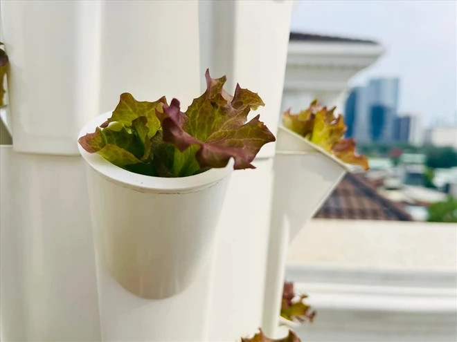 Vườn rau của MC Đại Nghĩa được trồng theo phương pháp thủy canh.