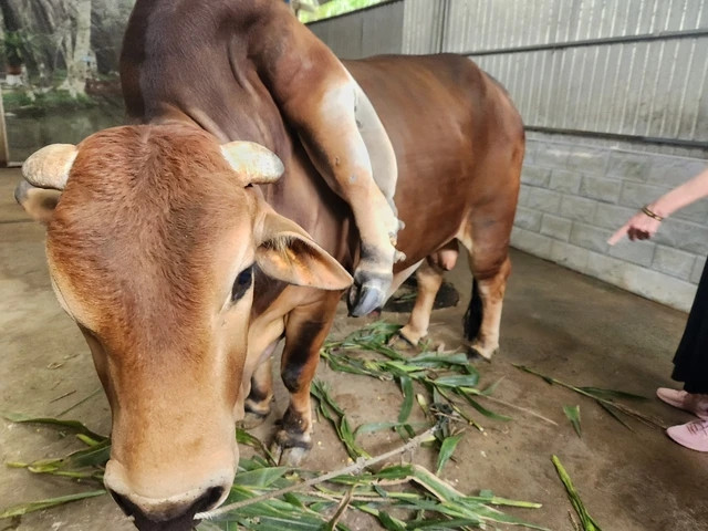 Con bò 6 chân, 2 đuôi "độc lạ" nuôi được 6 năm phát triển bình thường và béo tốt. Ảnh: Suckhoedoisong