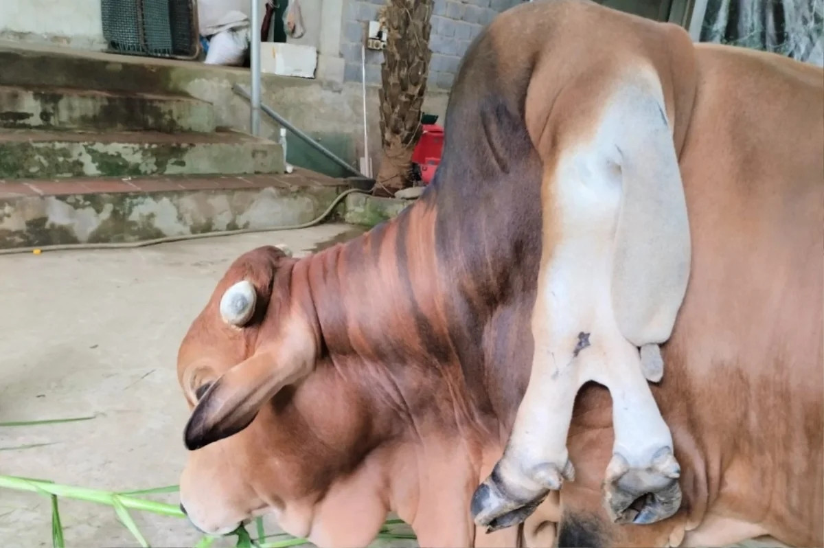 Hiện tại, con bò nặng khoảng 5 tạ, dài 2,5 mét, cao khoảng 1,5 mét. Ảnh: Saostar
